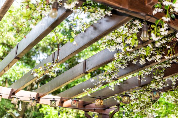 A pergola with plants hanging from it. 