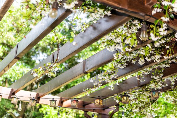 A pergola with plants hanging from it.